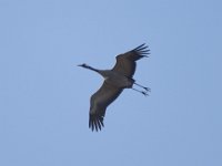Kranich (Grus grus)  38